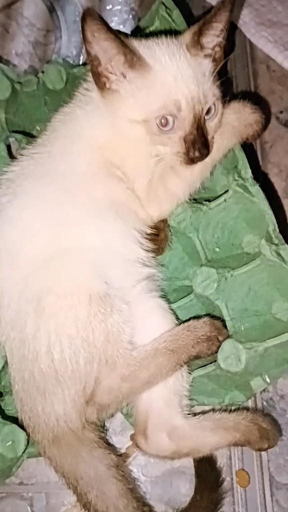 Jonas, gato de porte pequeno para adoção em Fortaleza - CE