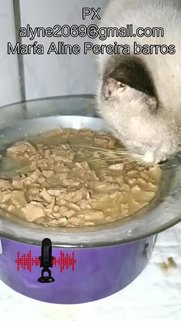 Luna, gato de porte médio para adoção em Fortaleza - CE