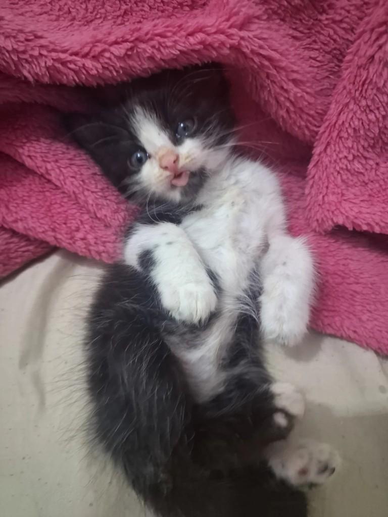 Florzinha, gata de porte pequeno para adoção em Campinas - SP