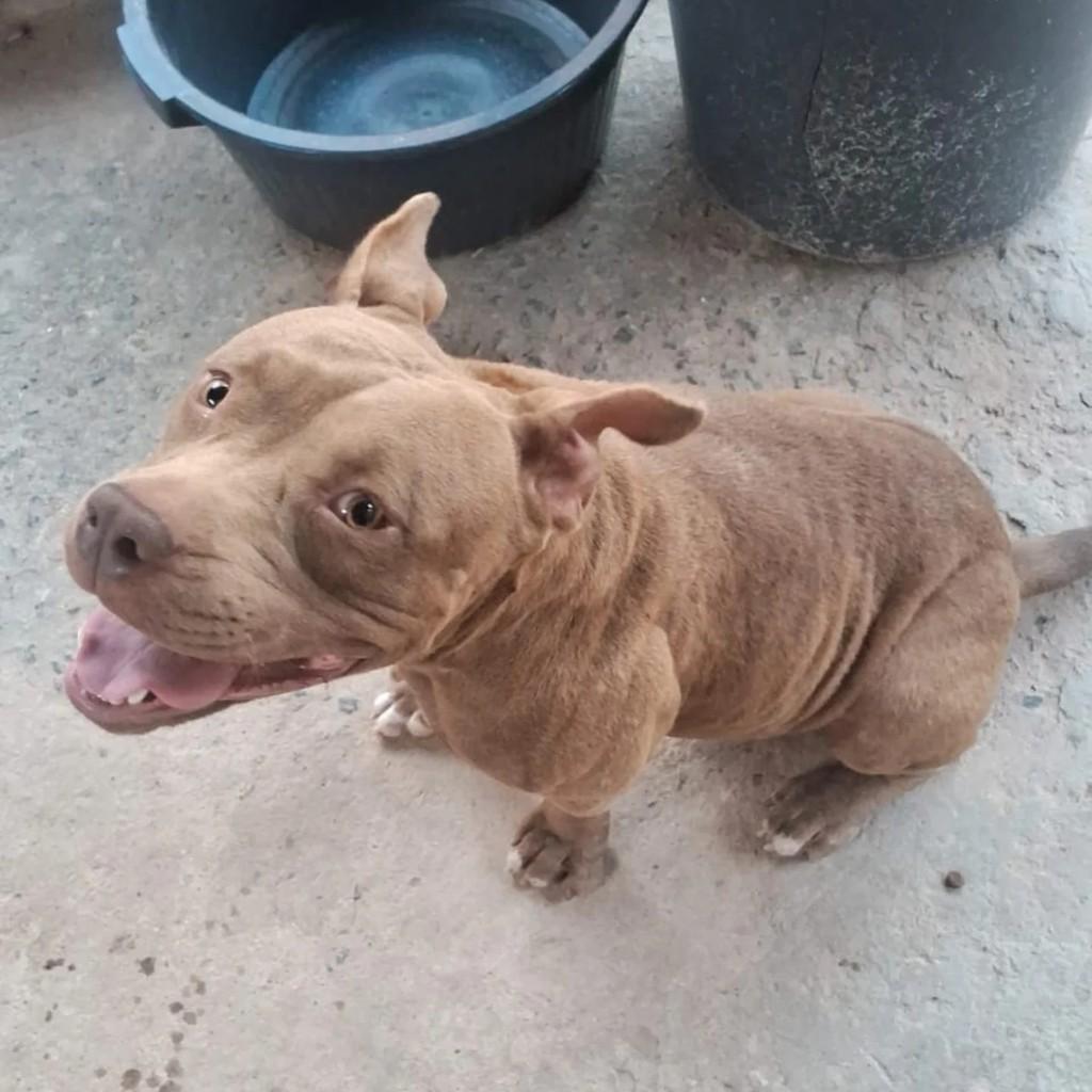 Pandora, cachorro de porte médio para adoção em Campinas - SP