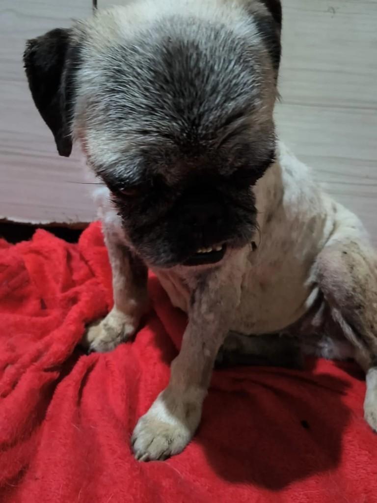Pucca, cachorro de porte pequeno para adoção em Campinas - SP