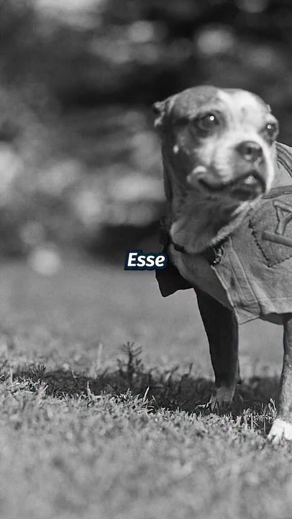 Stubby, cachorro de porte médio para adoção em Campinas - SP