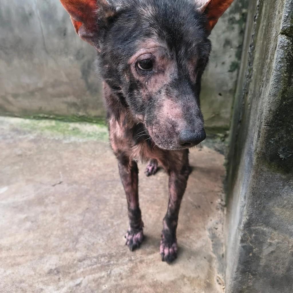 Alan, cachorro de porte pequeno para adoção em Campinas - SP
