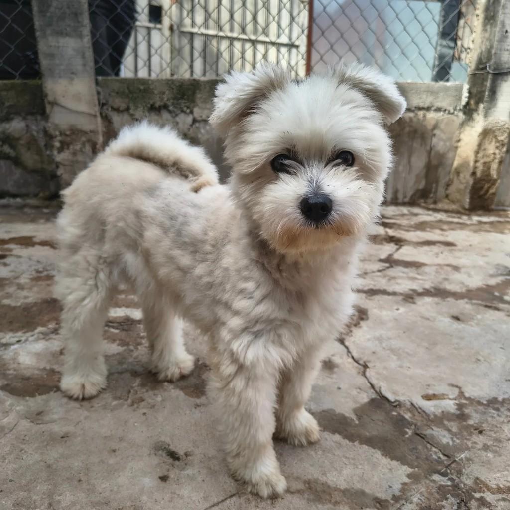 Puff, cachorro de porte pequeno para adoção em Campinas - SP