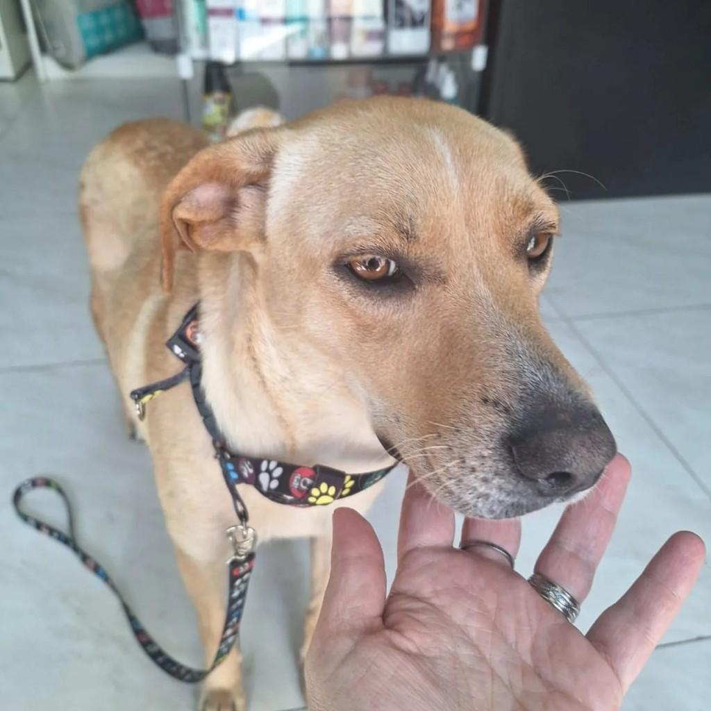 Sol, cachorro de porte médio para adoção em Campinas - SP