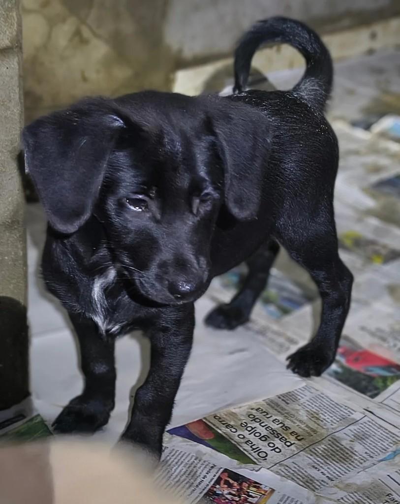 Pretinho, cachorro de porte médio para adoção em Campinas - SP
