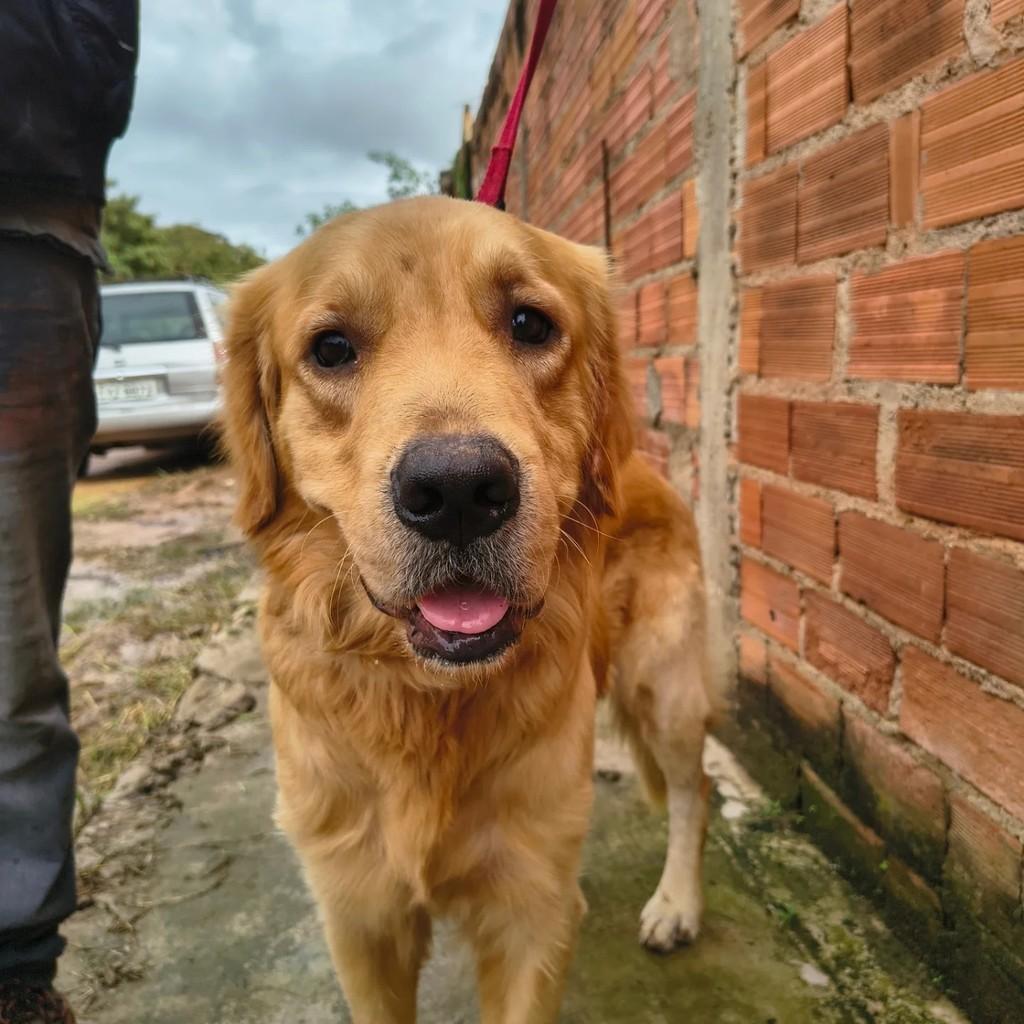 Théo, cachorro de porte médio para adoção em Campinas - SP