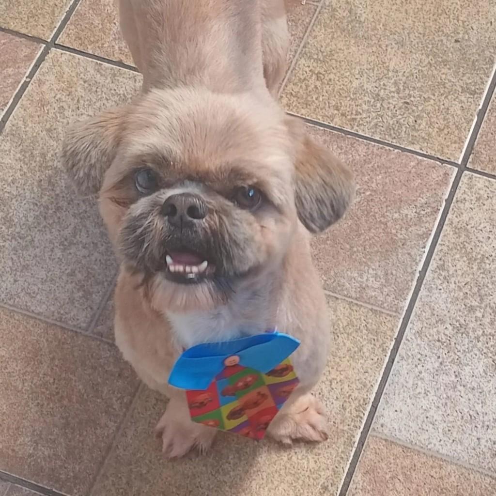 Fred, cachorro de porte pequeno para adoção em Campinas - SP