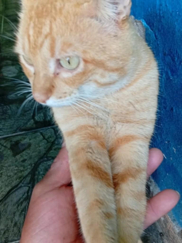 Zé, gato de porte pequeno para adoção em Campinas - SP