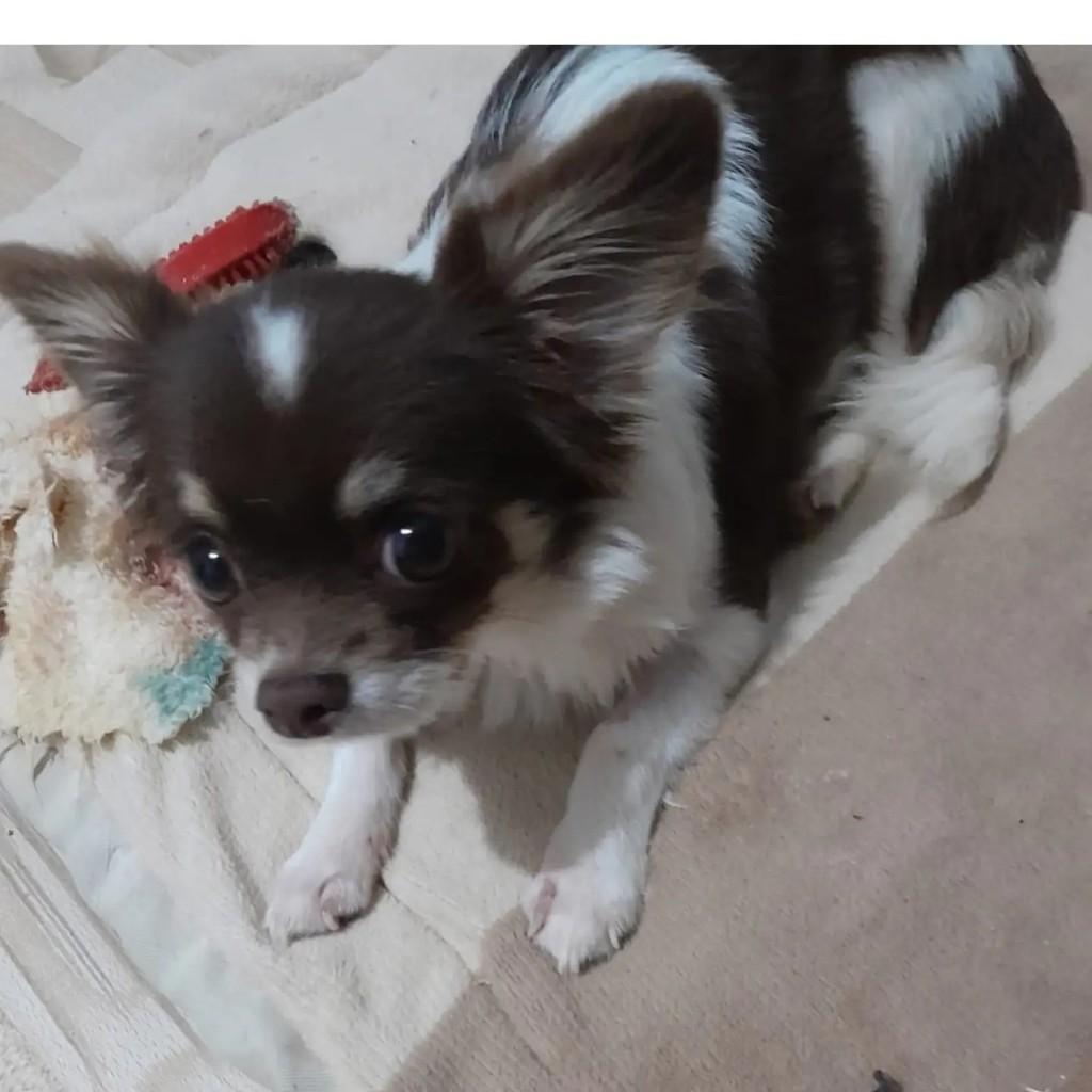 Nick, cachorro de porte pequeno para adoção em Porto Alegre - RS