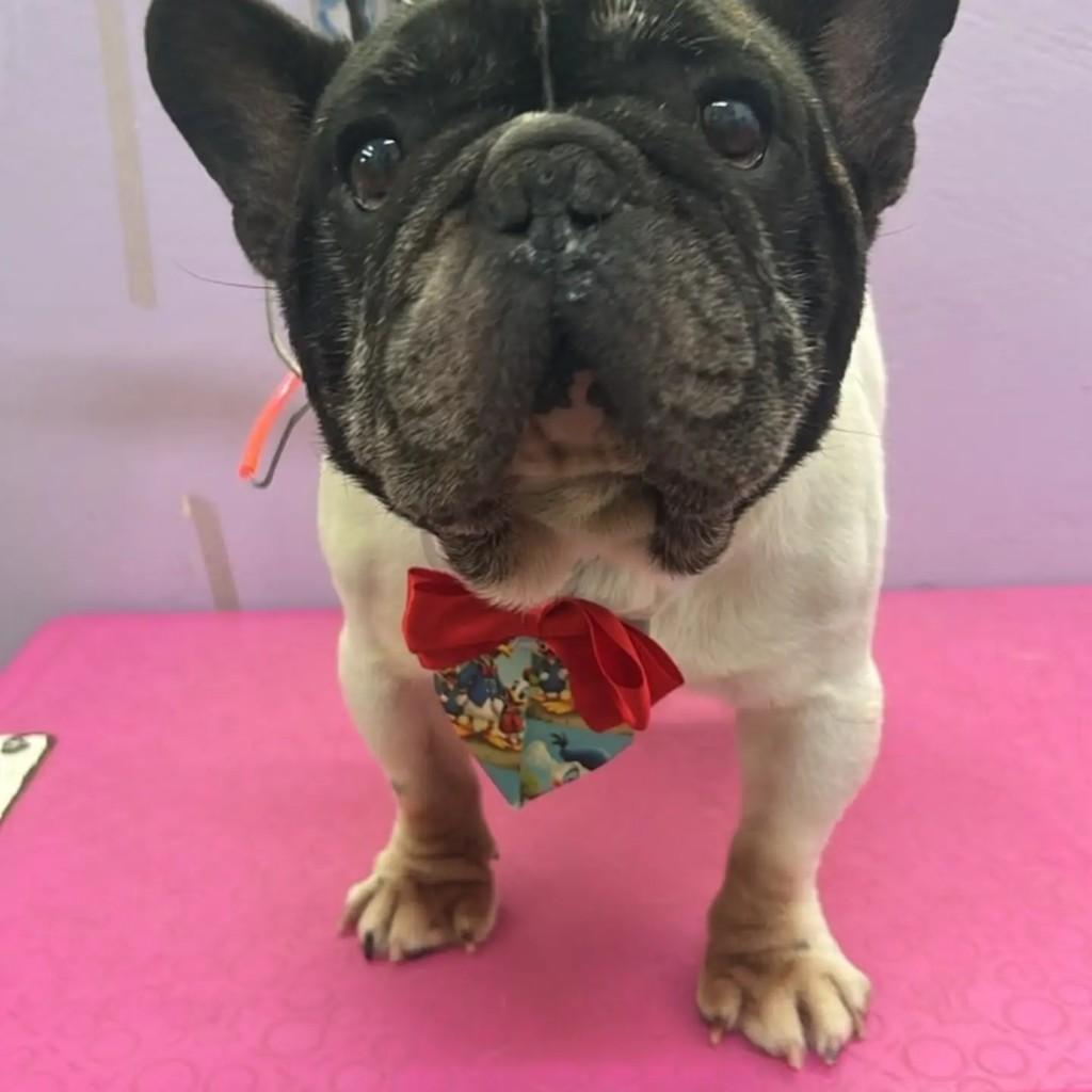Tobias, cachorro de porte pequeno para adoção em Campinas - SP