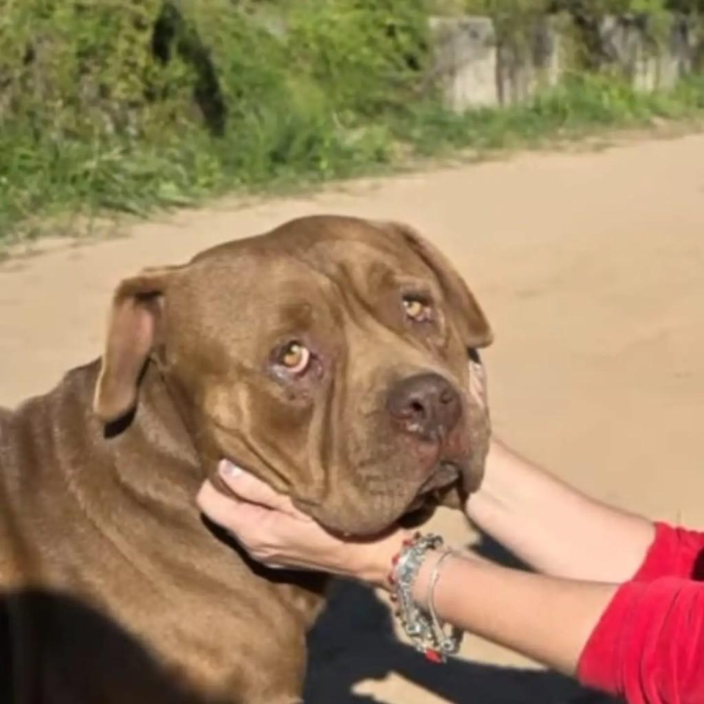 Baruk, cachorro de porte grande para adoção em Campinas - SP