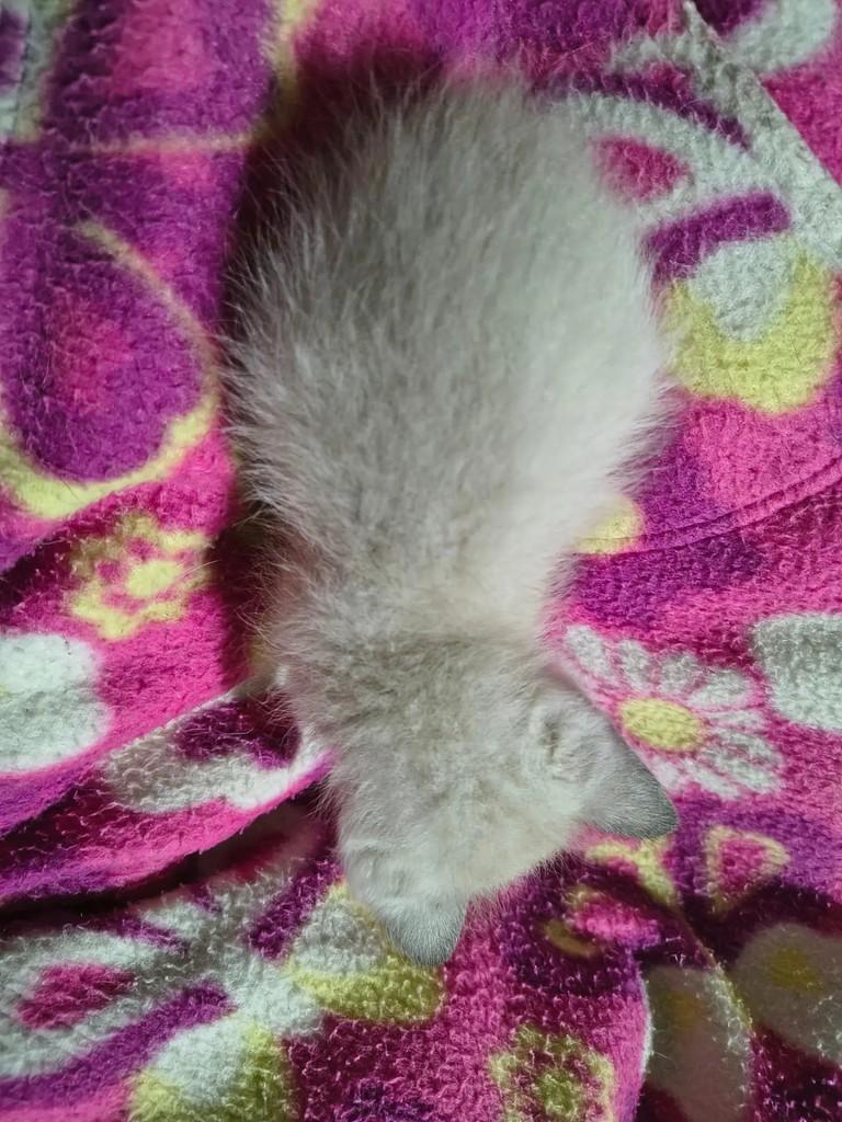Tapioca, gata para adoção em Campinas - SP — foto 2 de 4