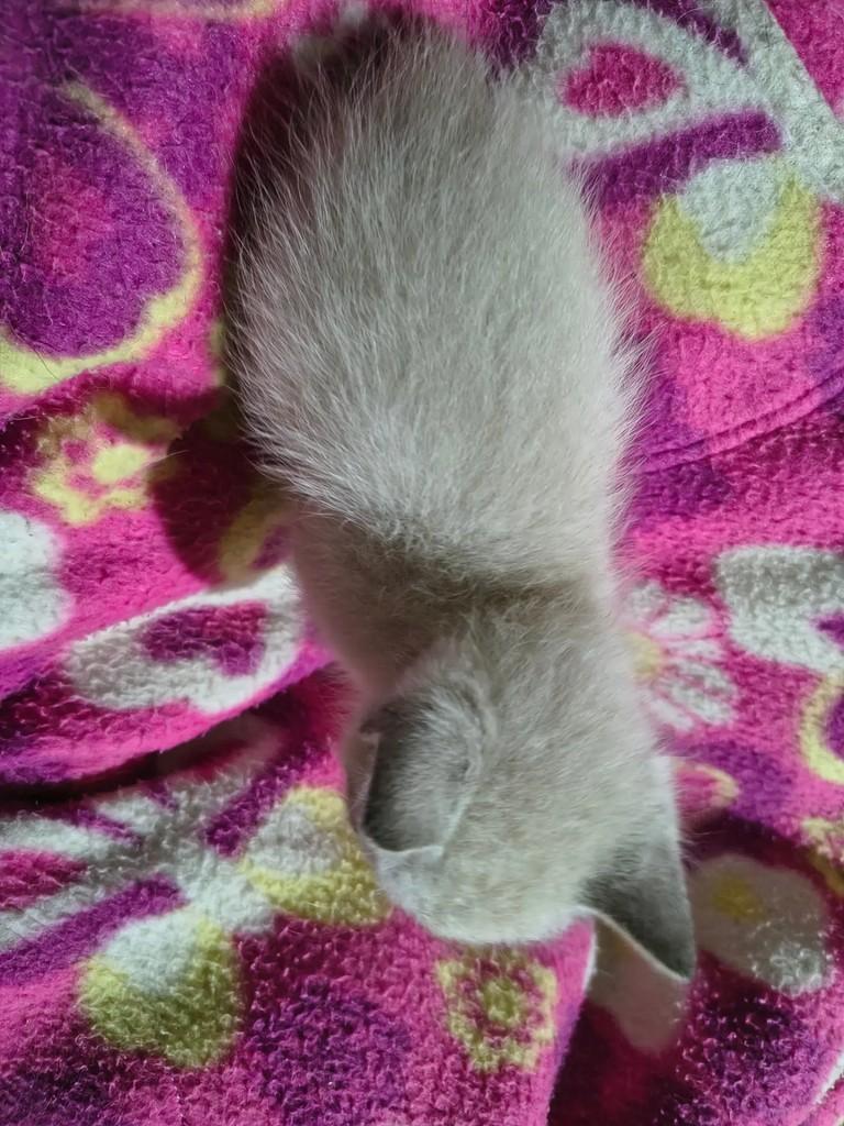 Tapioca, gata para adoção em Campinas - SP — foto 3 de 4