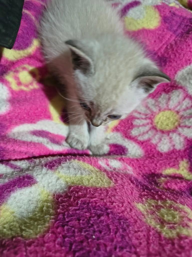 Tapioca, gata para adoção em Campinas - SP — foto 4 de 4