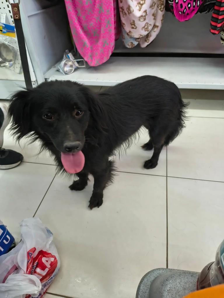 Petro, cachorro de porte médio para adoção em Campinas - SP