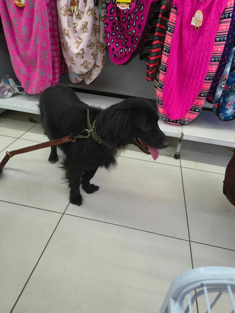 Petro, cachorro de porte médio para adoção em Campinas - SP — foto 2 de 3