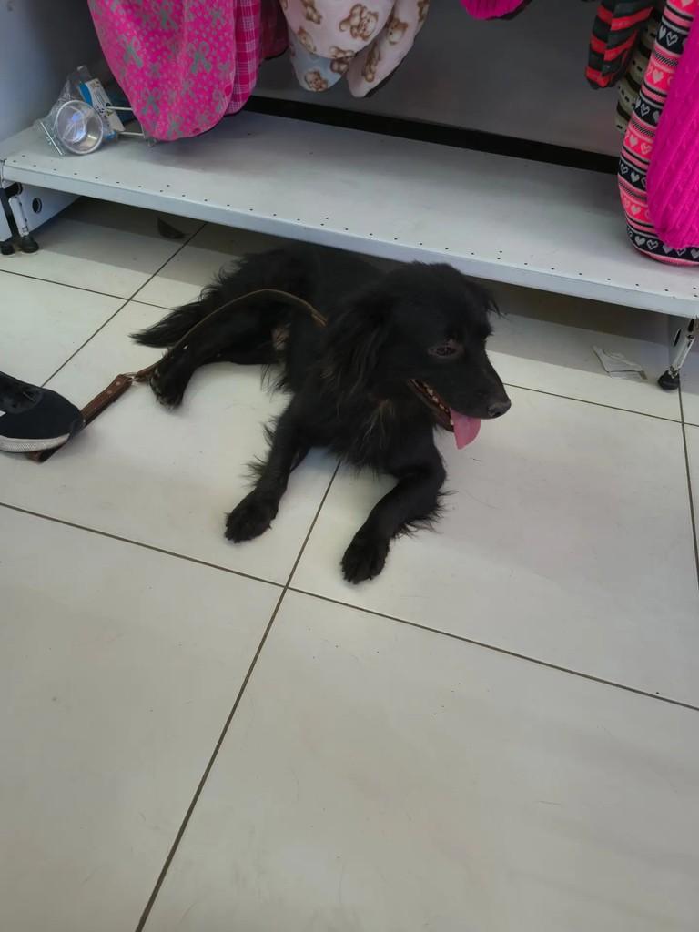 Petro, cachorro de porte médio para adoção em Campinas - SP — foto 3 de 3