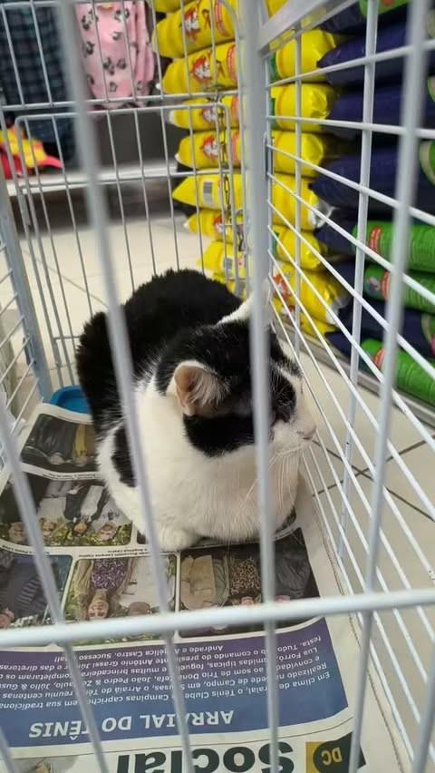 Madre, gata de porte pequeno para adoção em Campinas - SP