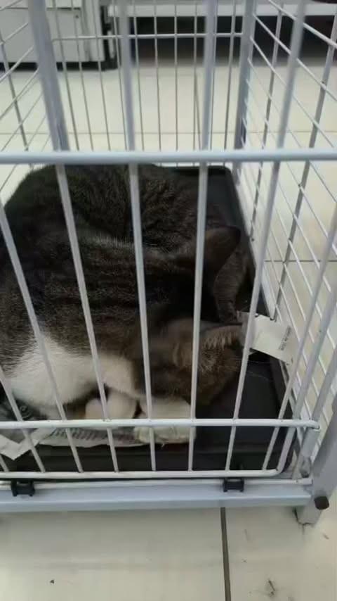 Nero, gato de porte médio para adoção em Campinas - SP