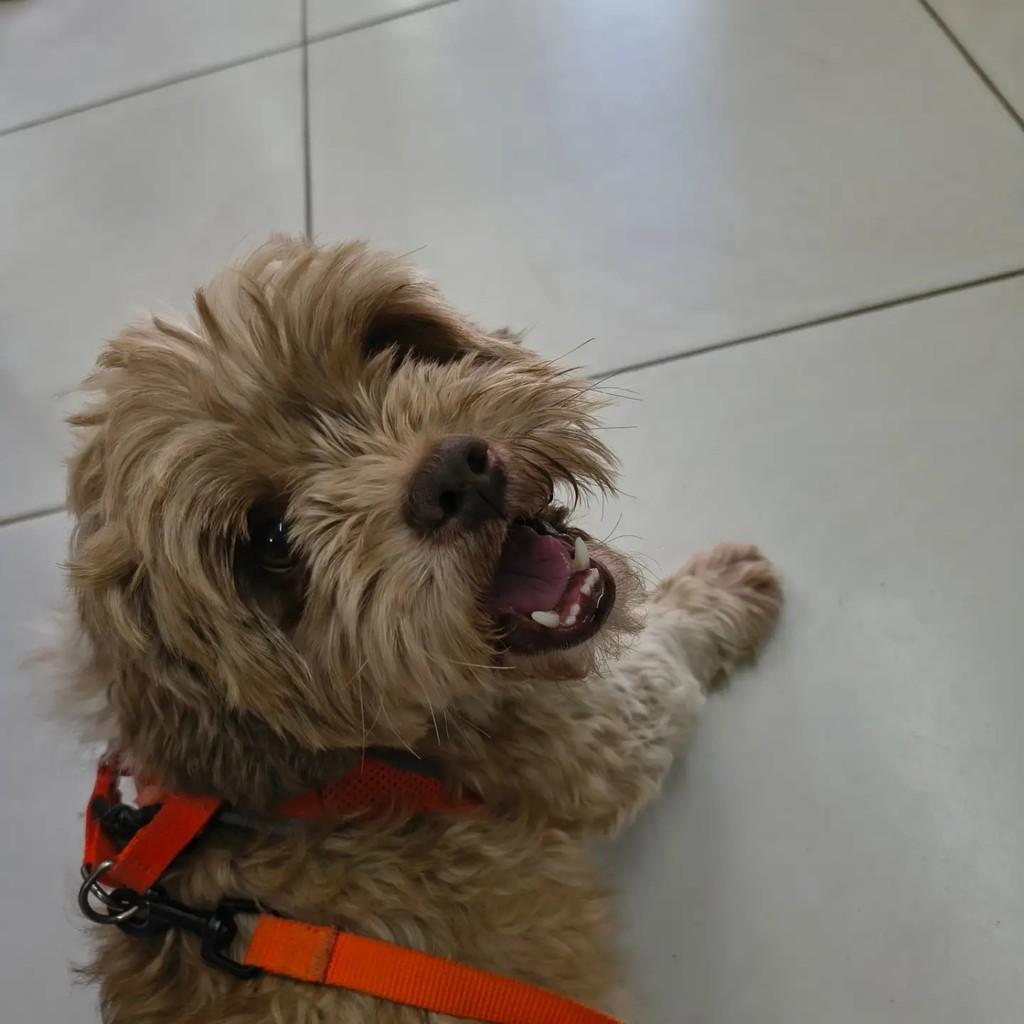 Nick, cachorro de porte pequeno para adoção em Campinas - SP