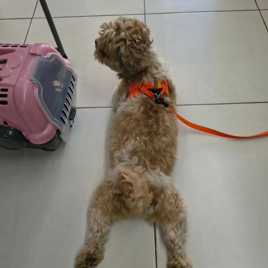 Nick, cachorro de porte pequeno para adoção em Campinas - SP — foto 2 de 2