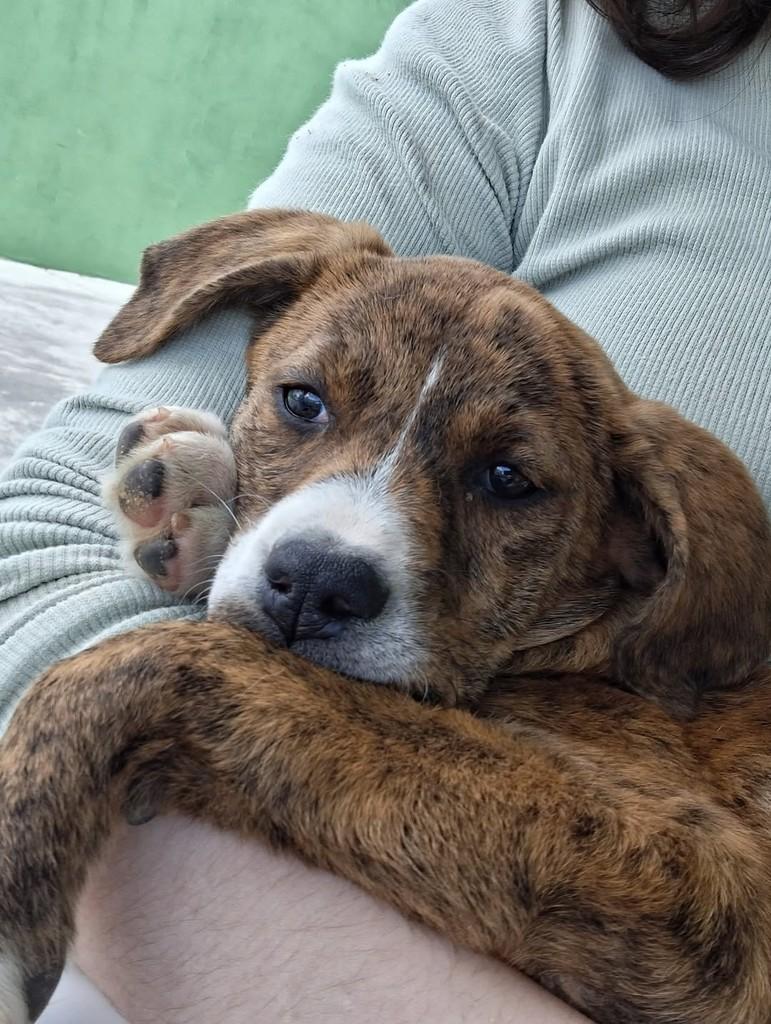 Ruby, cadela para adoção em Mafra - SC
