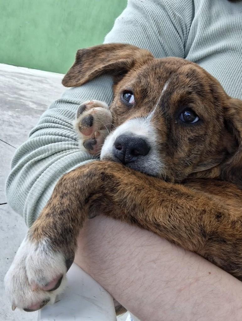 Ruby, cadela para adoção em Mafra - SC — foto 2 de 2