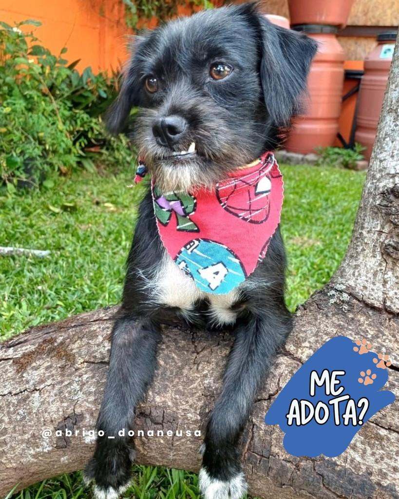 Juca, cachorro de porte pequeno para adoção em Curitiba - PR