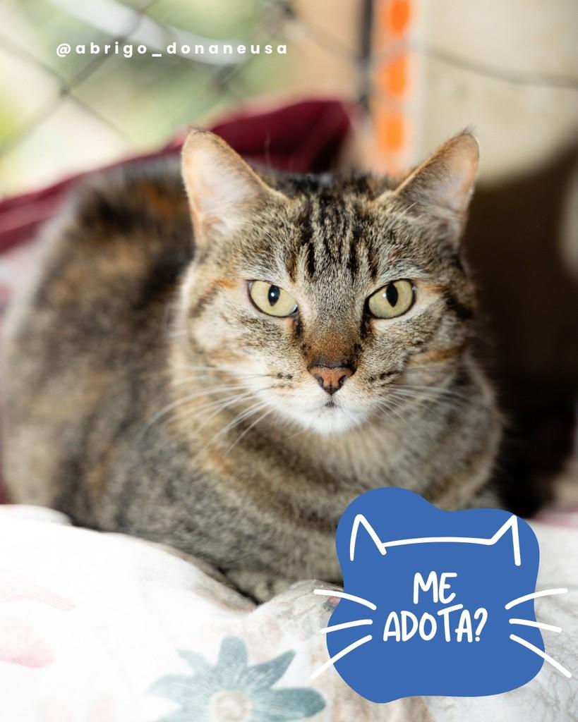 Lolita, gata para adoção em Curitiba - PR