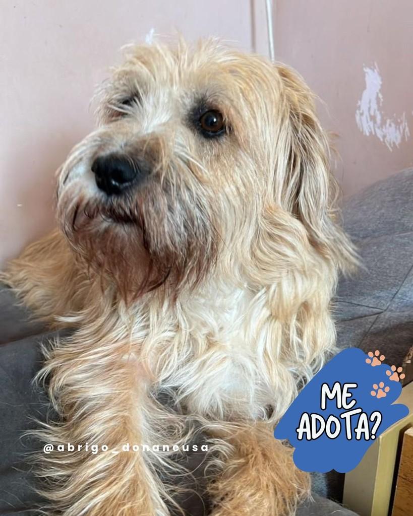 Bebel, cachorro de porte pequeno para adoção em Curitiba - PR