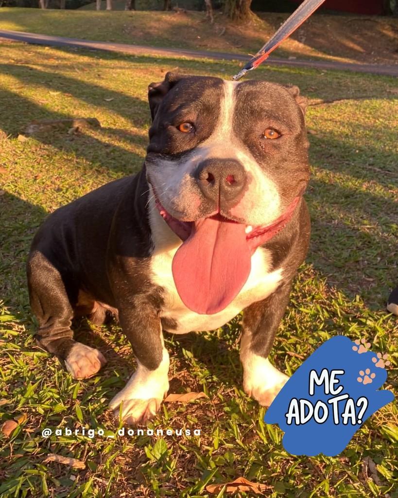 Will, cachorro de porte médio para adoção em Curitiba - PR