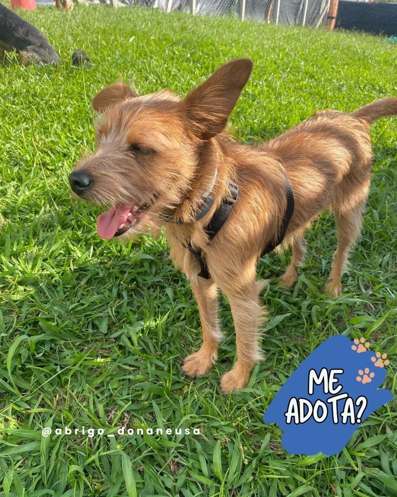Kadu, cachorro de porte pequeno para adoção em Curitiba - PR
