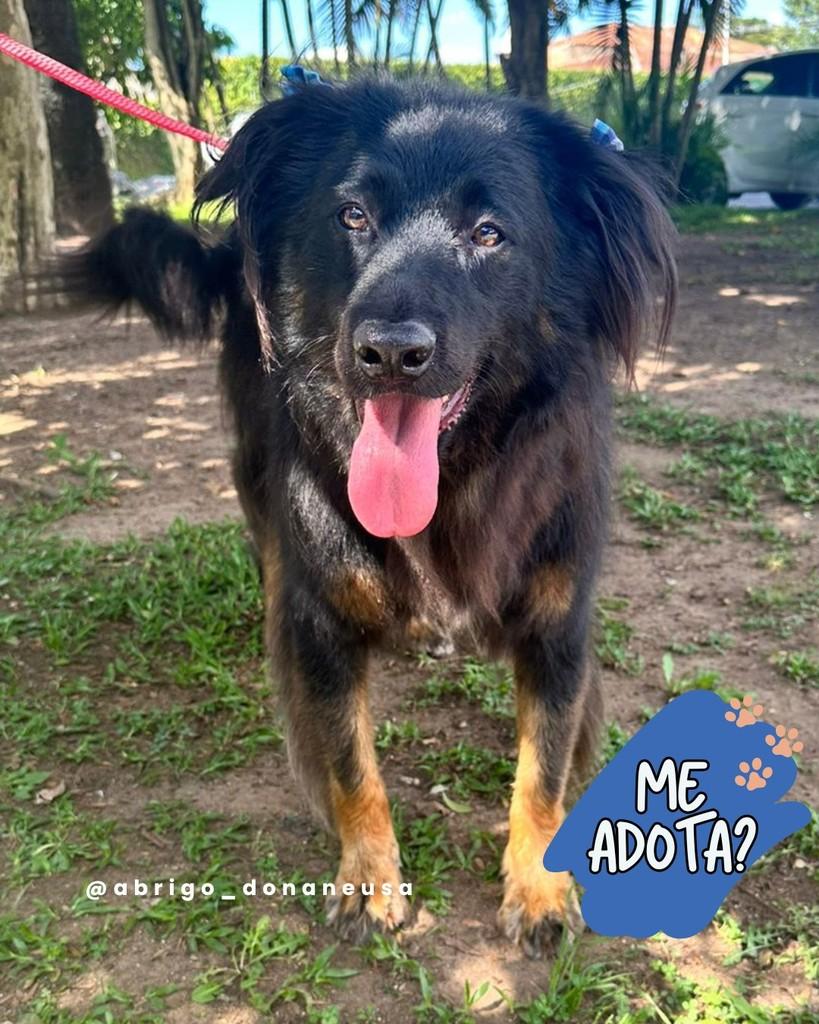 Ursa, cachorro de porte grande para adoção em Curitiba - PR