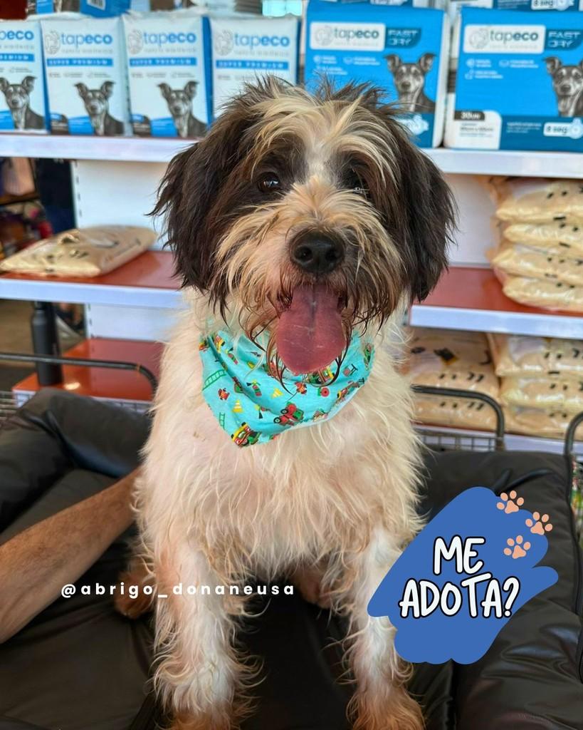 Fabiano, cachorro de porte pequeno para adoção em Curitiba - PR