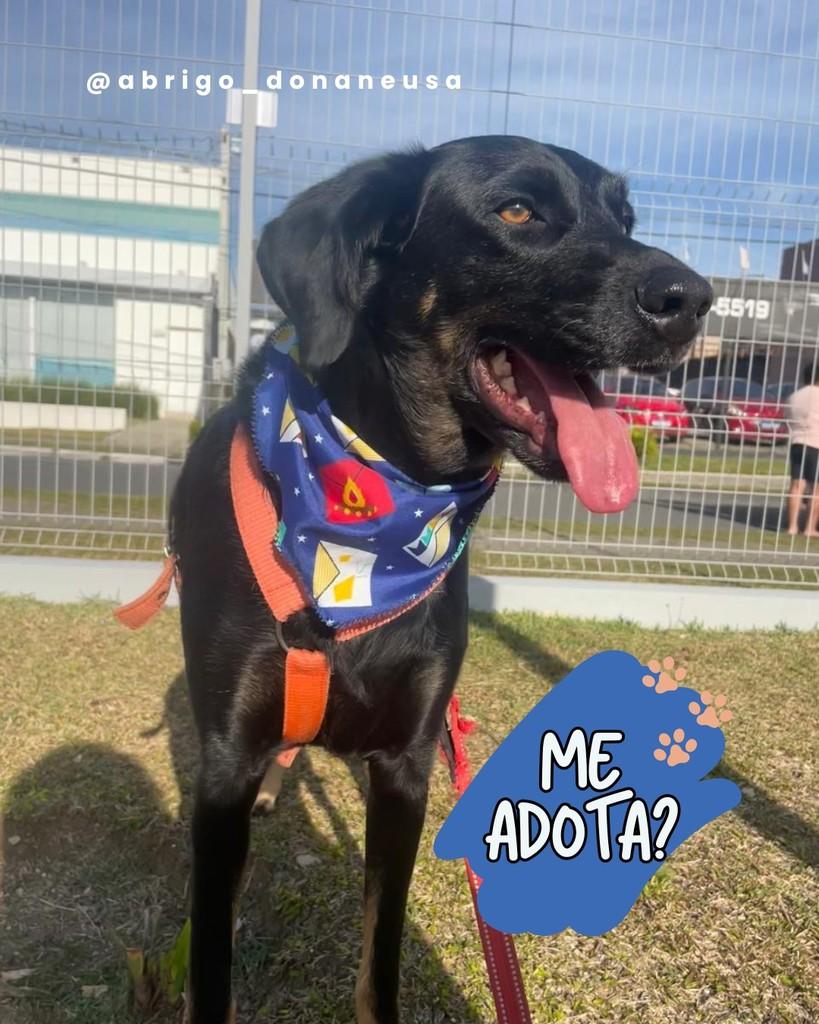 Dumbo, cachorro de porte médio para adoção em Curitiba - PR