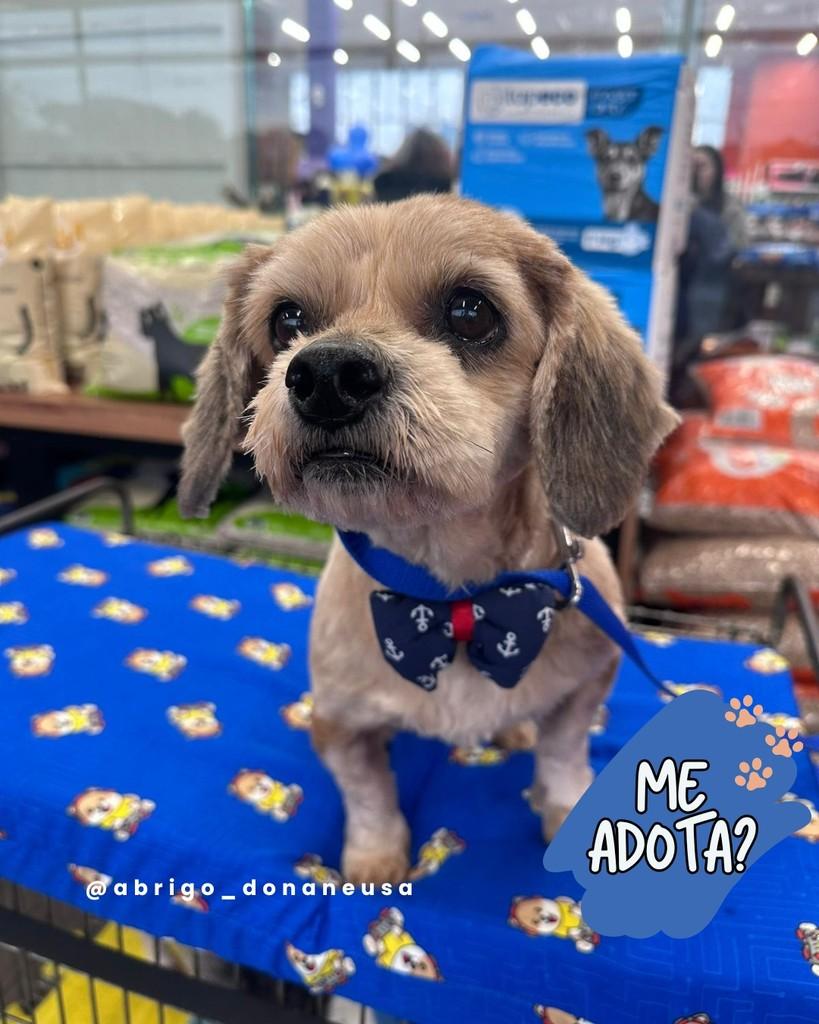Túlio, cachorro de porte pequeno para adoção em Curitiba - PR