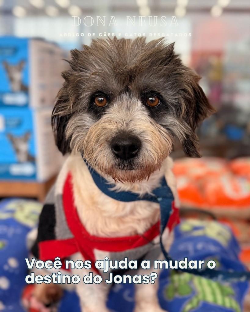 Jonas, cachorro de porte pequeno para adoção em Curitiba - PR