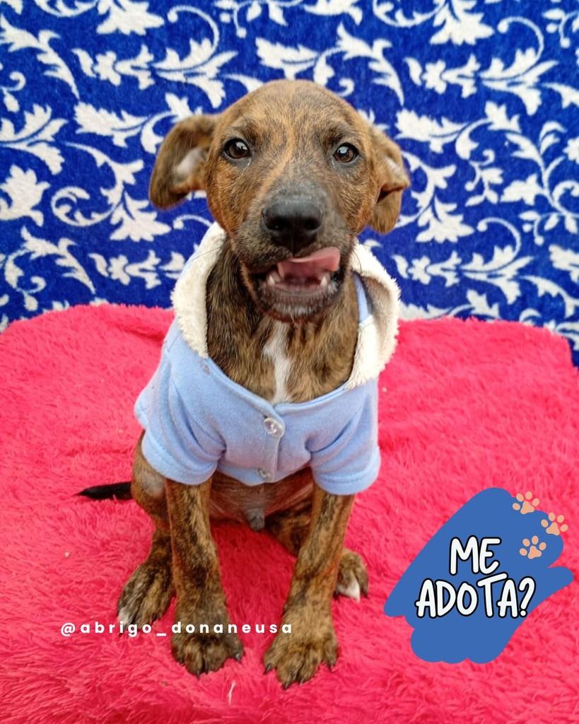 Duck, cachorro de porte pequeno para adoção em Curitiba - PR