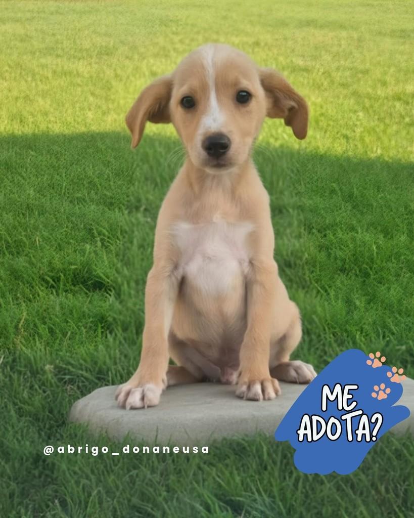 Frederico, cachorro de porte pequeno para adoção em Curitiba - PR