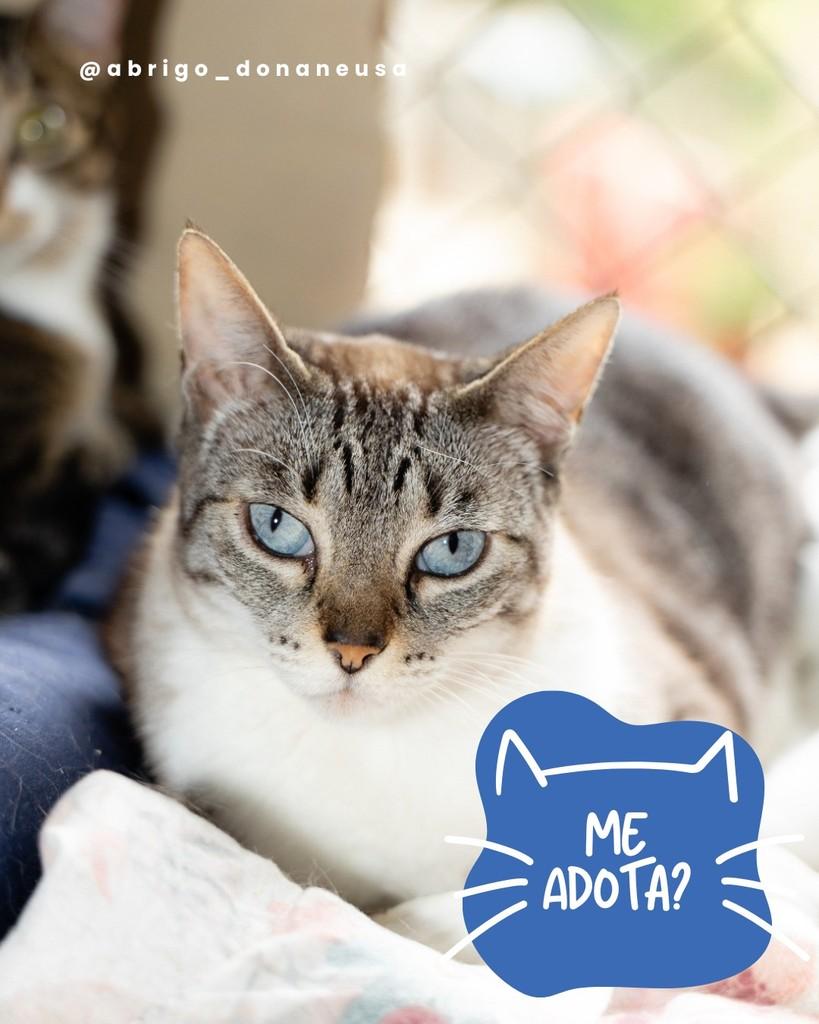 Alice, gata de porte médio para adoção em Curitiba - PR