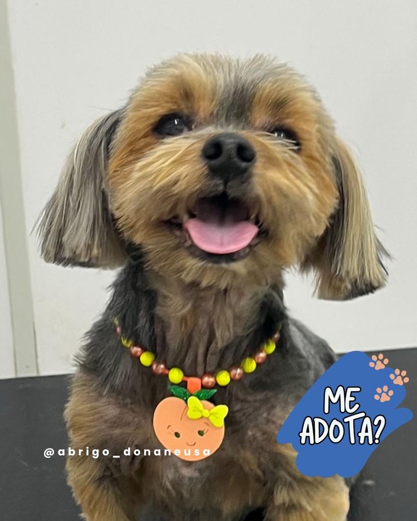 Pelúcia, cachorro de porte pequeno para adoção em Curitiba - PR