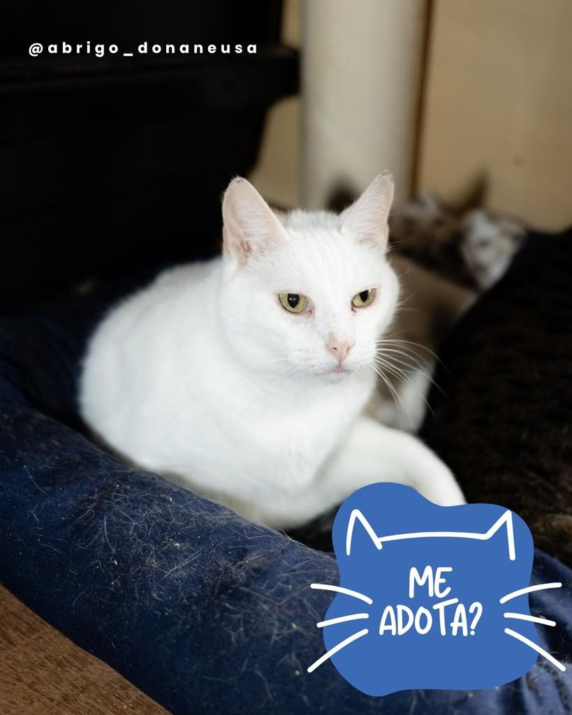 Arthur, gato de porte pequeno para adoção em Curitiba - PR