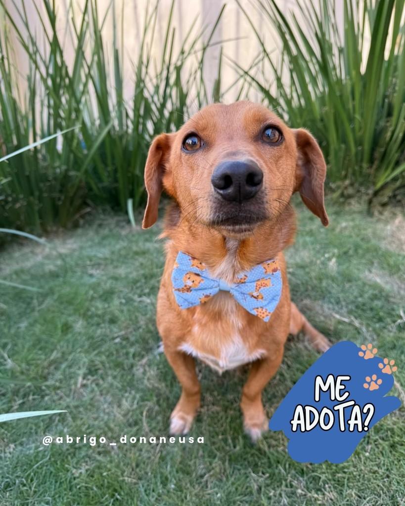 Pitoco, cachorro de porte grande para adoção em Curitiba - PR