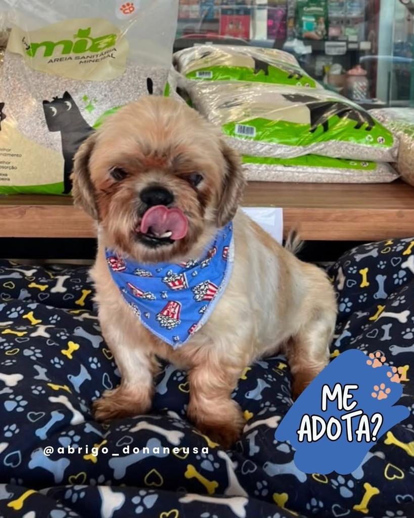 Felicio, cachorro de porte pequeno para adoção em Curitiba - PR