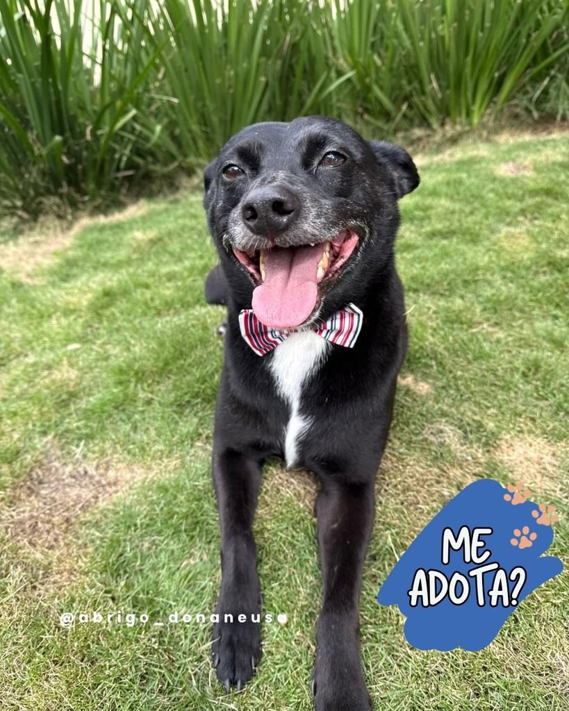 Capitão, cachorro de porte médio para adoção em Curitiba - PR