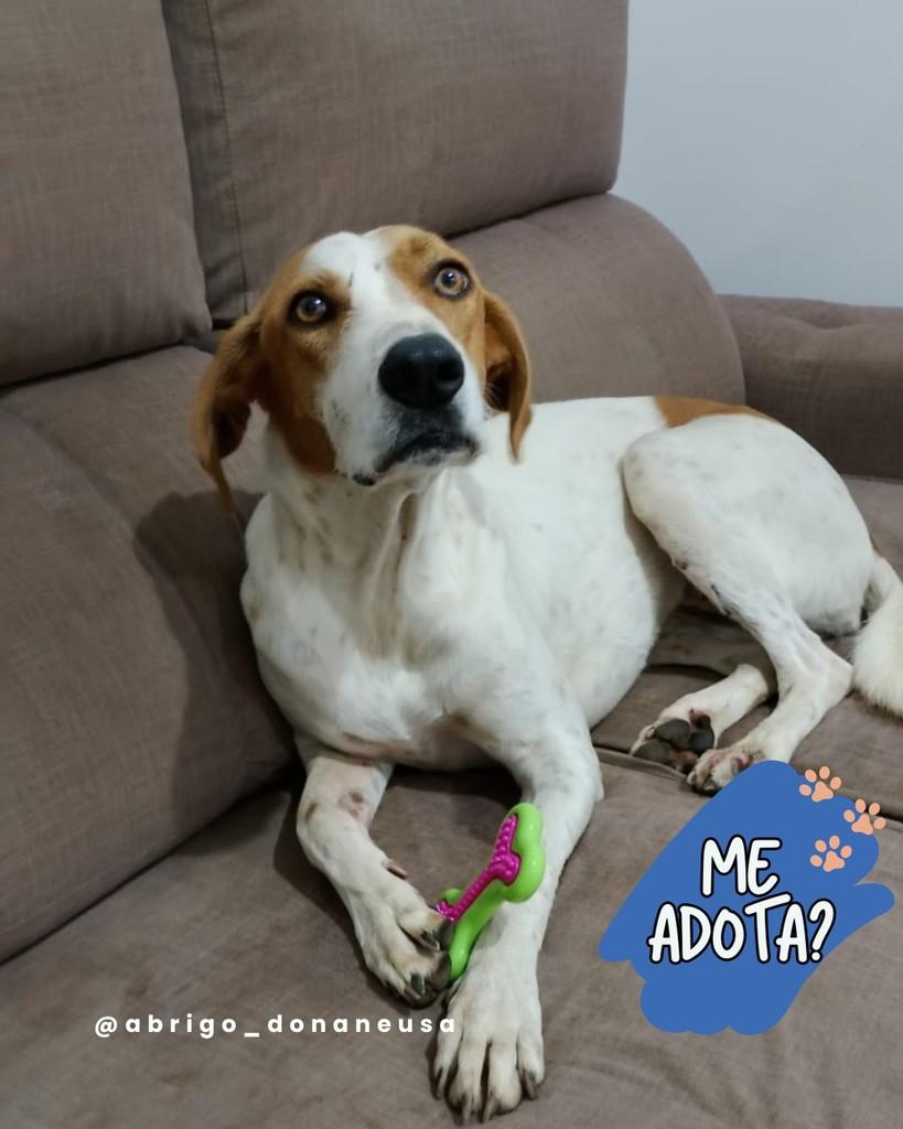 Safira, cachorro de porte grande para adoção em Curitiba - PR