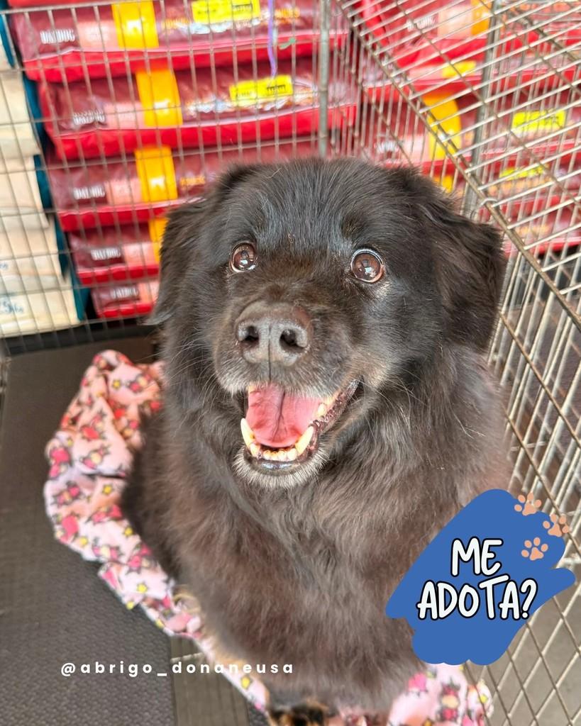 Fredão, cachorro de porte grande para adoção em Curitiba - PR