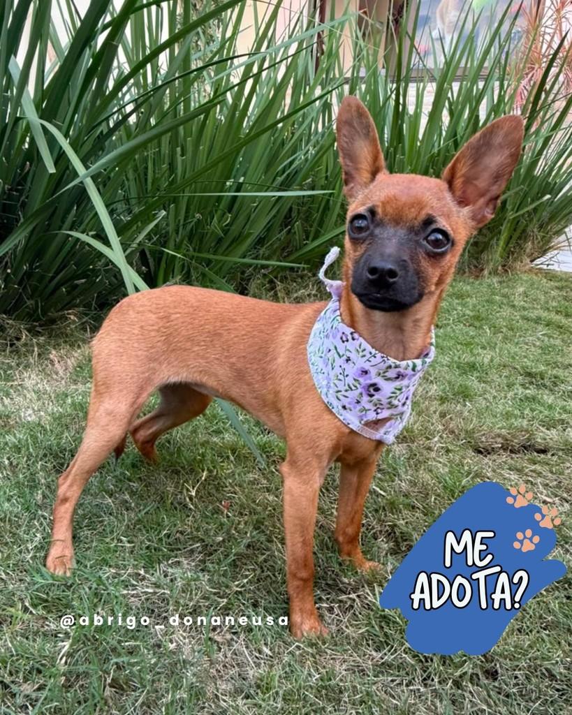 Gisele, cachorro de porte pequeno para adoção em Curitiba - PR