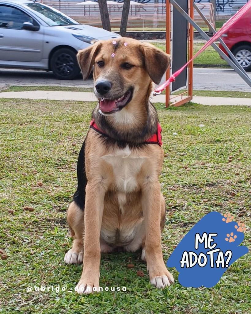 Flor, cachorro de porte médio para adoção em Curitiba - PR